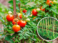 Подвязка томатов - это совсем не сложно, но для тех, кто только начинает свою огородную карьеру - очень нужная информация.